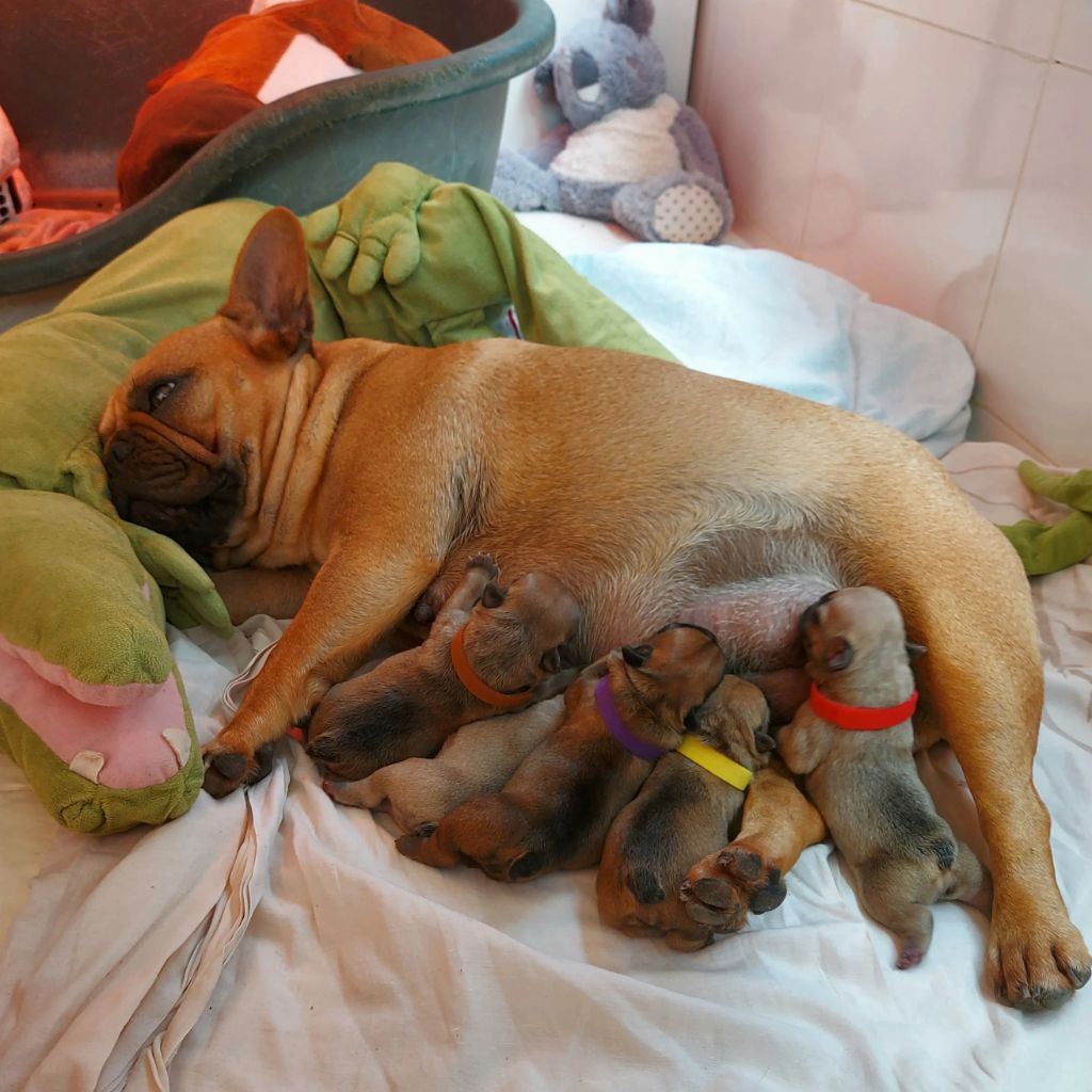 Chiot Bouledogue français De La Riviere De Sunny