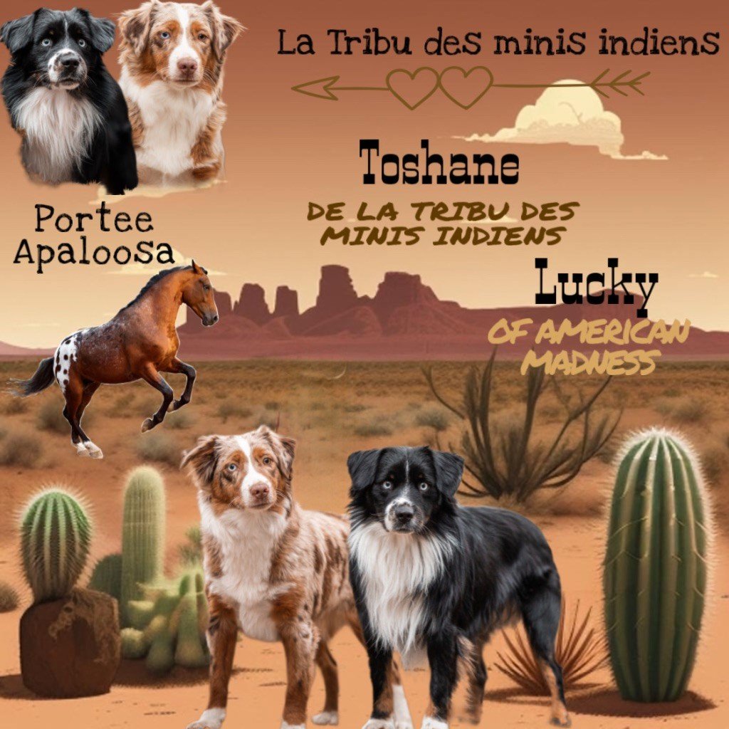 De La Tribu Des Minis Indiens - les chiots de toshane et Lucky sont nés 