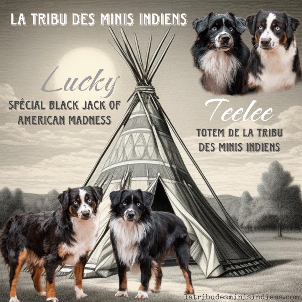 De La Tribu Des Minis Indiens - Berger Américain Miniature  - Portée née le 09/01/2024