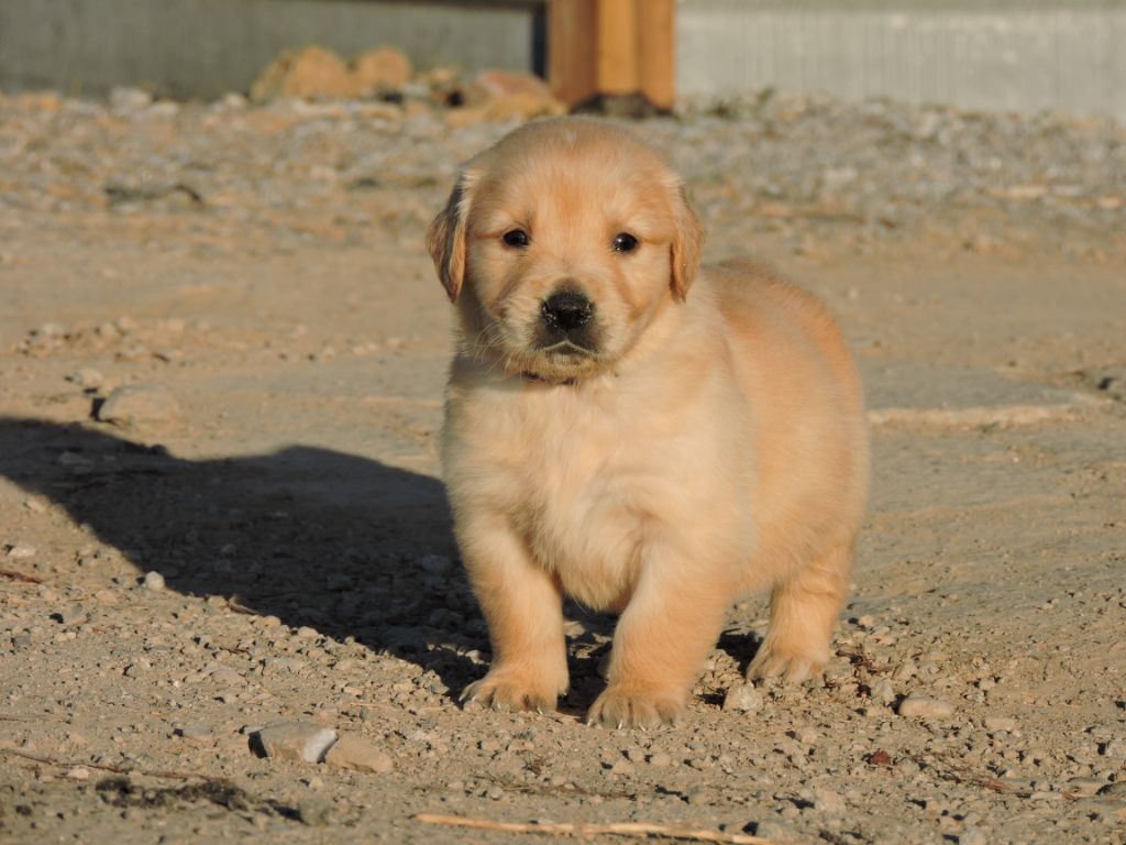 Elixir d'Aydoilles - Chiots disponibles - Golden Retriever