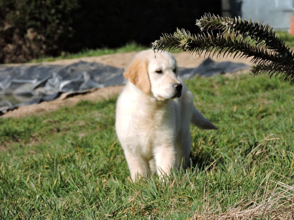 Elixir d'Aydoilles - Chiots disponibles - Golden Retriever