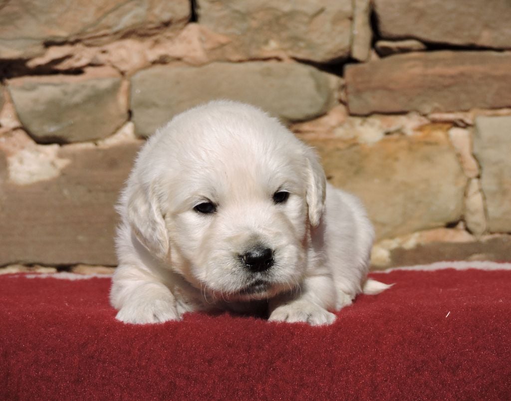 Elixir d'Aydoilles - Chiots disponibles - Golden Retriever