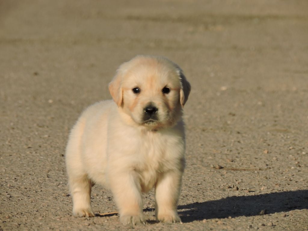 Elixir d'Aydoilles - Chiots disponibles - Golden Retriever