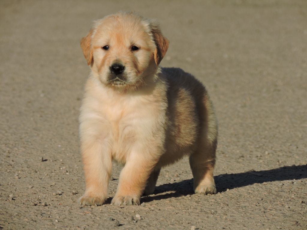 Elixir d'Aydoilles - Chiots disponibles - Golden Retriever