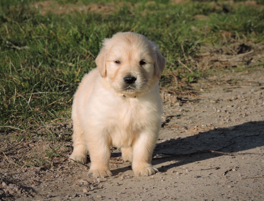 Elixir d'Aydoilles - Chiots disponibles - Golden Retriever