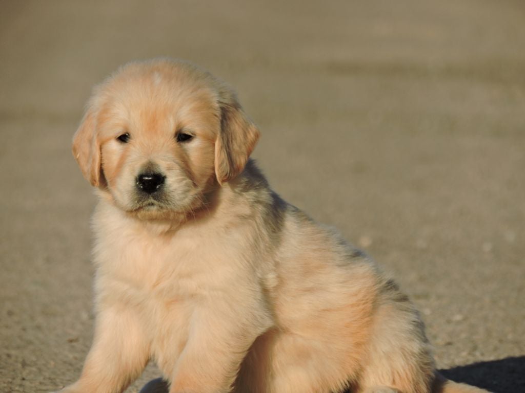 Elixir d'Aydoilles - Chiots disponibles - Golden Retriever