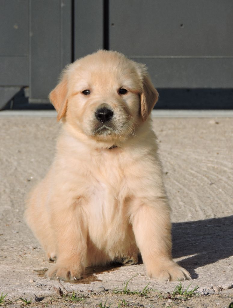 Elixir d'Aydoilles - Chiots disponibles - Golden Retriever