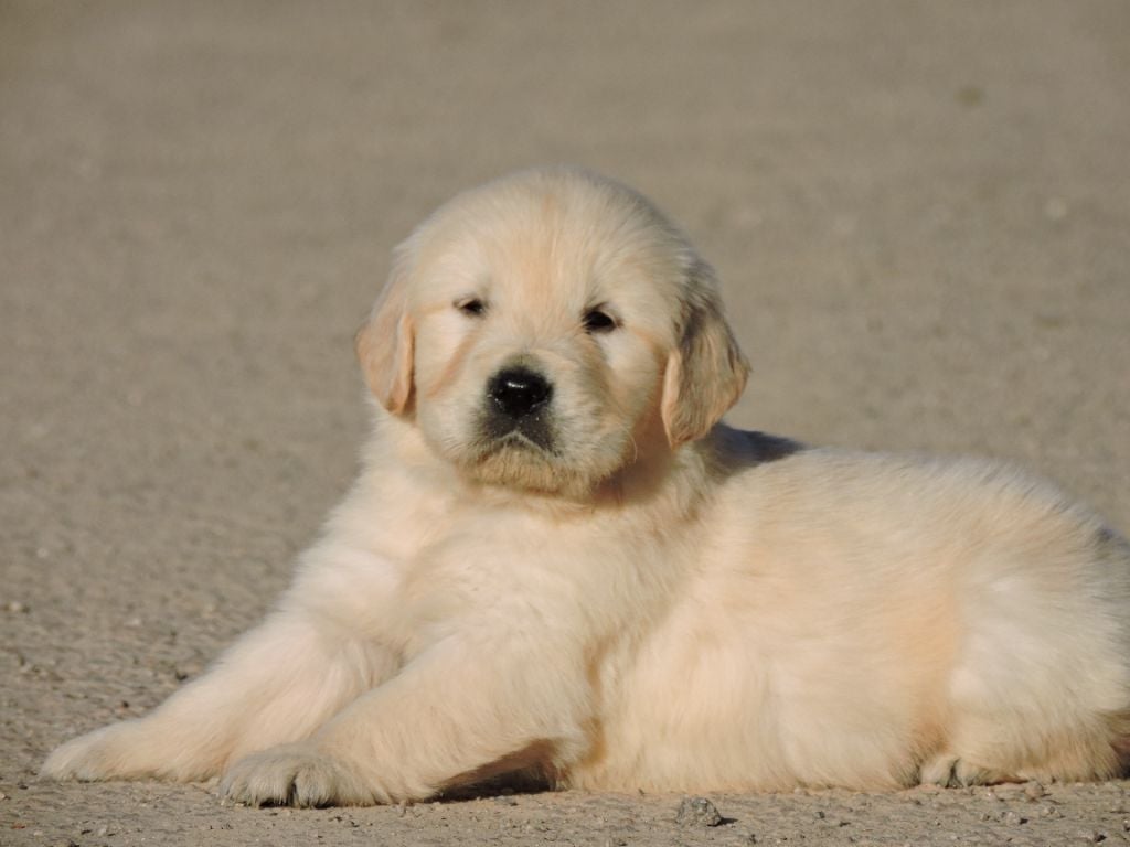 Elixir d'Aydoilles - Chiots disponibles - Golden Retriever