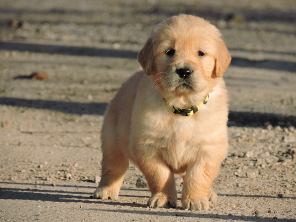 Elixir d'Aydoilles - Chiots disponibles - Golden Retriever