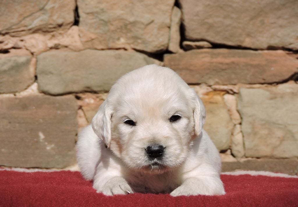 Elixir d'Aydoilles - Chiots disponibles - Golden Retriever