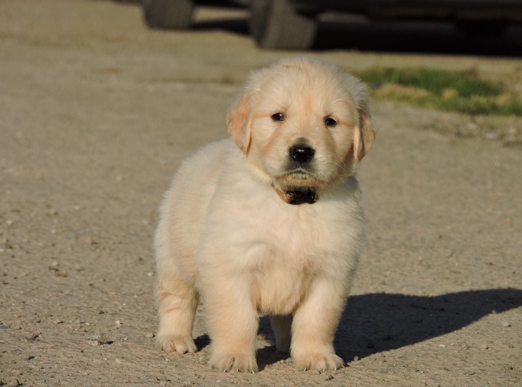 Elixir d'Aydoilles - Chiots disponibles - Golden Retriever