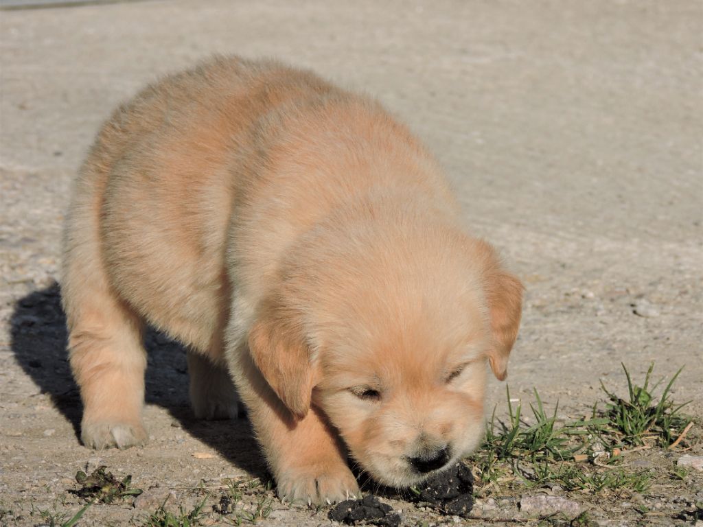 Elixir d'Aydoilles - Chiots disponibles - Golden Retriever