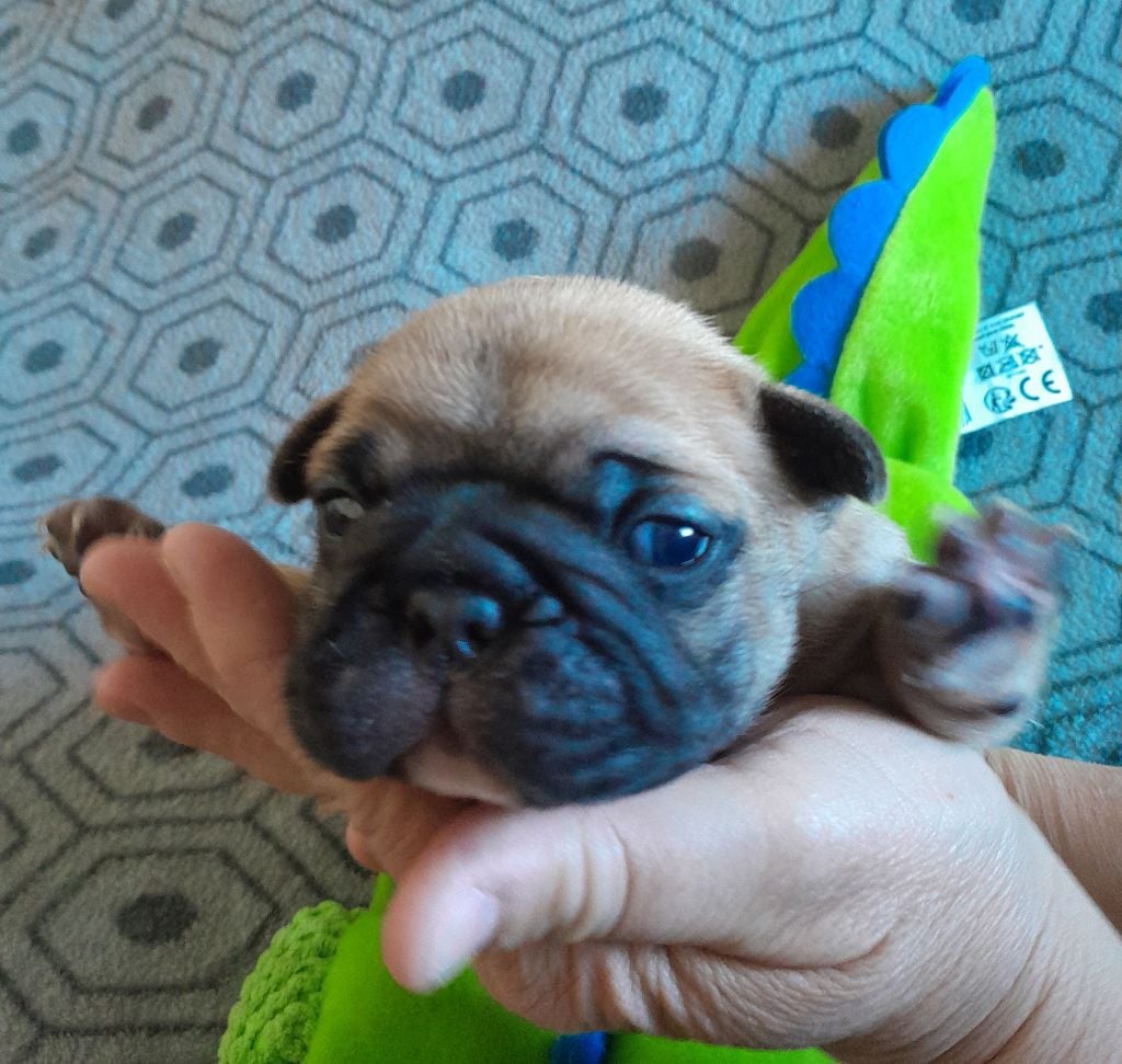 Mad Attitude - Chiots disponibles - Bouledogue français