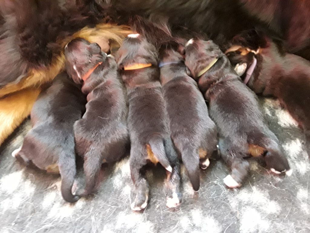 De La Flotille D'Ipik - 6 superbes chiots lof