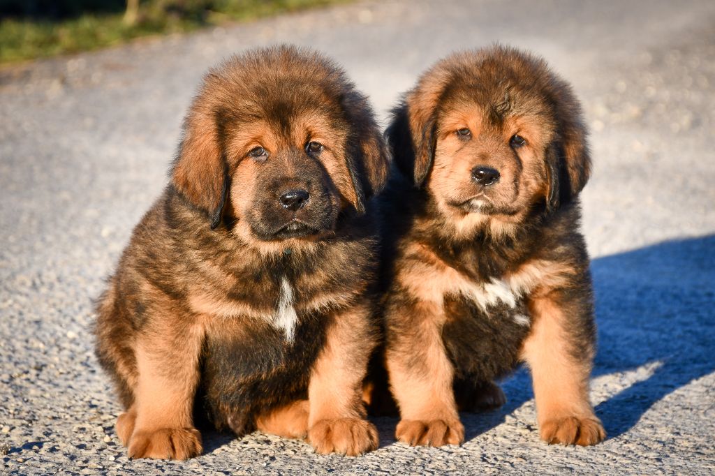 Chiot Dogue du Tibet du Haras des Brumieres