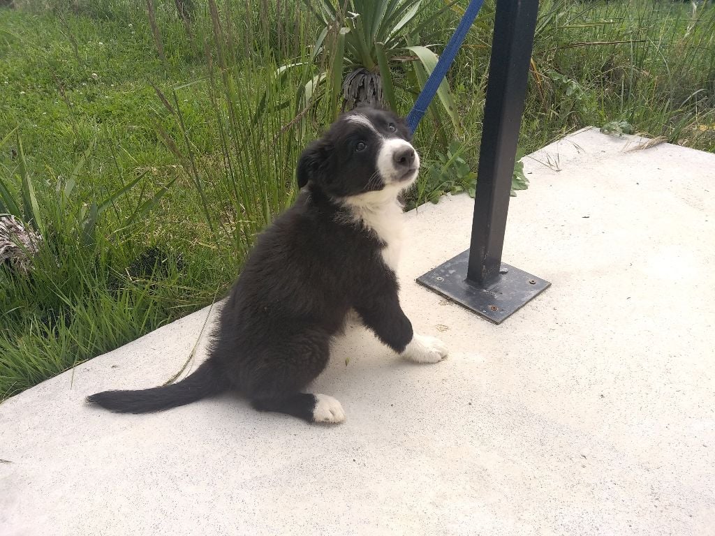 De La Sanguinette - Border Collie - Portée née le 19/03/2023