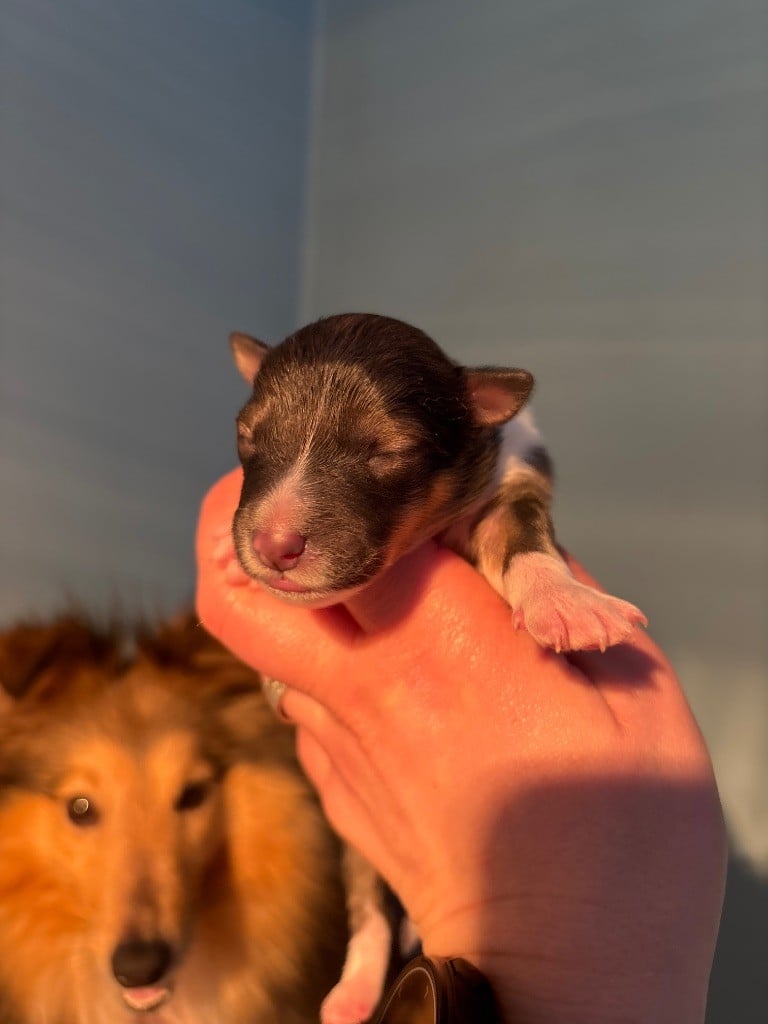 Du Domaine Des Embruns Salés - Chiots disponibles - Shetland Sheepdog