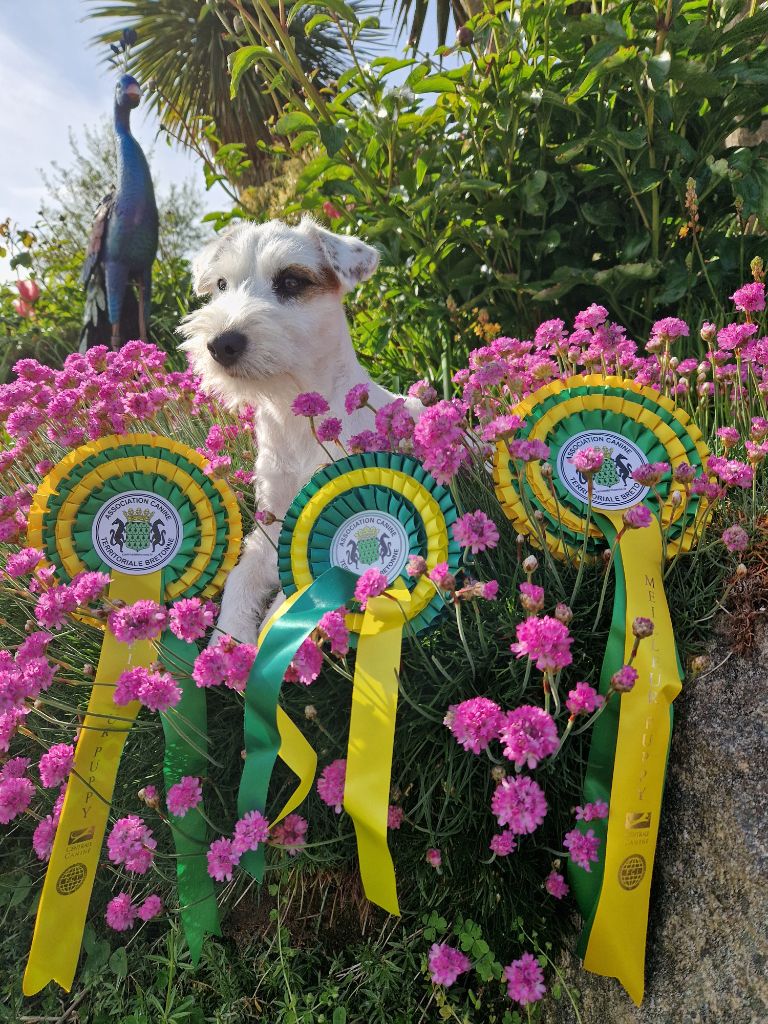 De La Vallée Du Bois Riou - Petit Nock River's Fox-Trot Junior en exposition 