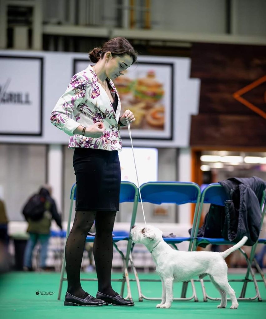 De La Vallée Du Bois Riou - CRUFTS POUR FOX-TROT 