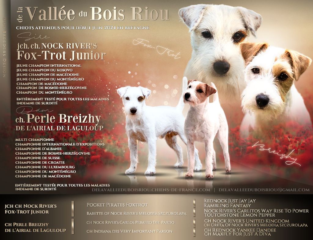 De La Vallée Du Bois Riou - Chiots à venir pour tout début juin