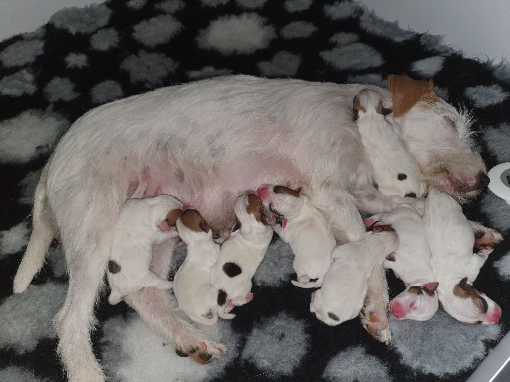 De La Vallée Du Bois Riou - Naissance des premiers chiots de La Vallée du Bois Riou 