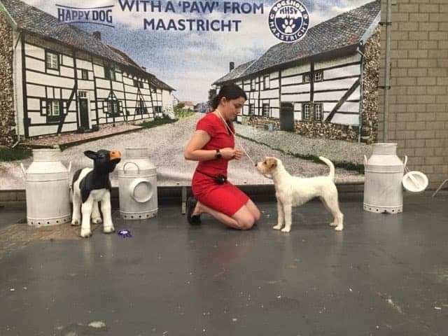 De La Vallée Du Bois Riou - RCACIB au Dog Show Maastricht 2020