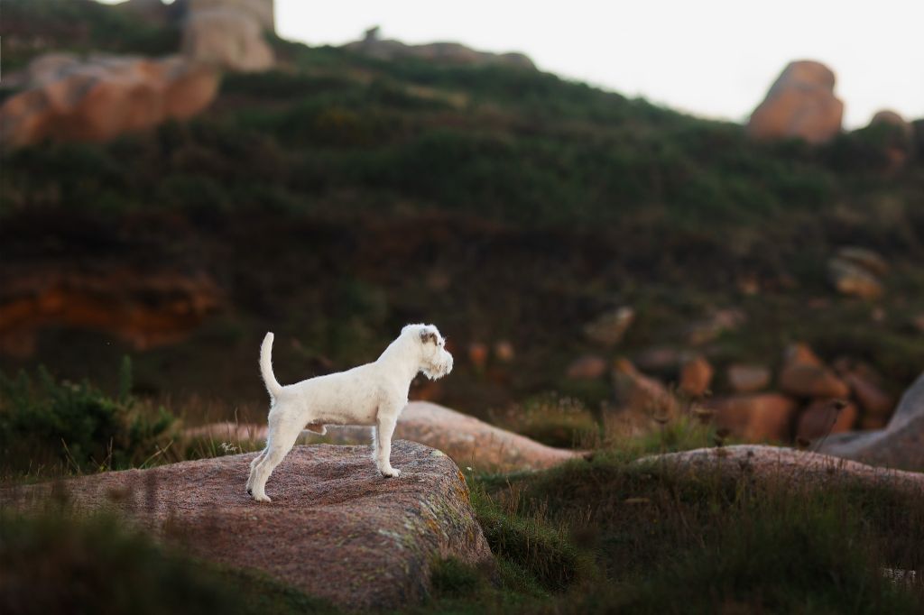 De La Vallée Du Bois Riou - Magnifique photo de Fox-Trot 