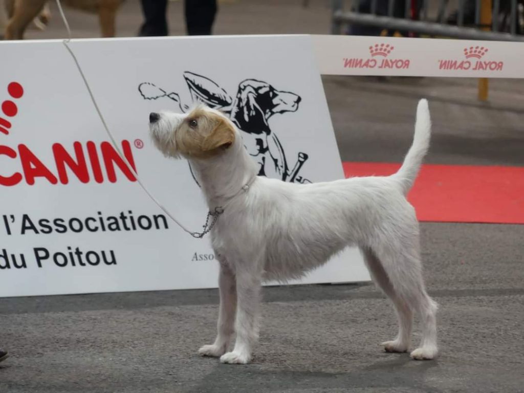 De La Vallée Du Bois Riou - RCACIB au Dog SHOW de Poitiers 2020