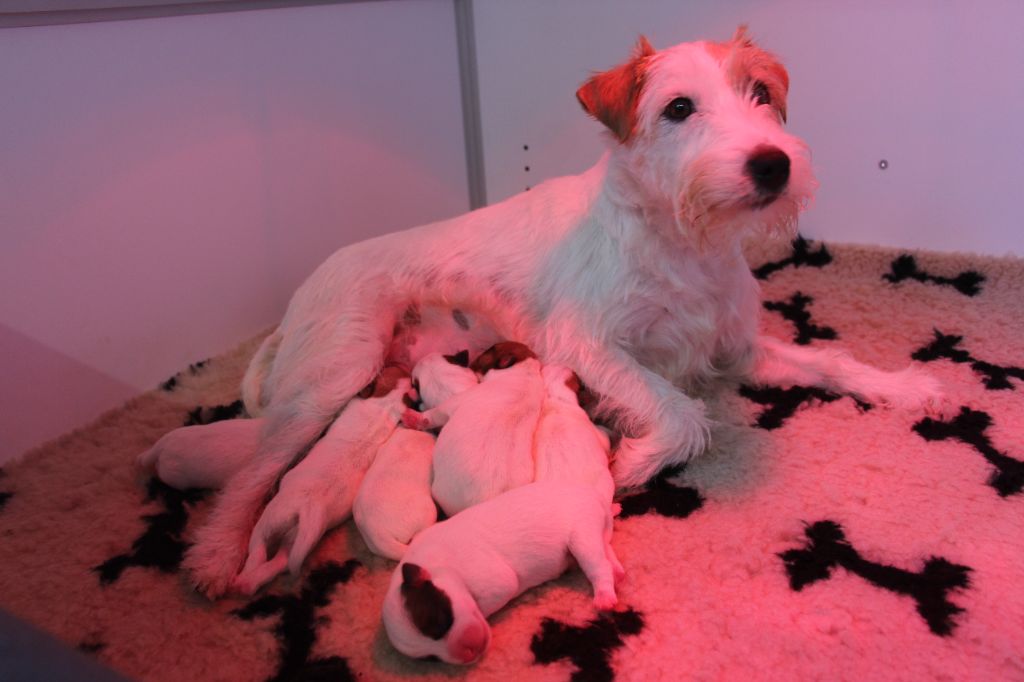 De La Vallée Du Bois Riou - Parson Russell Terrier - Portée née le 08/06/2023