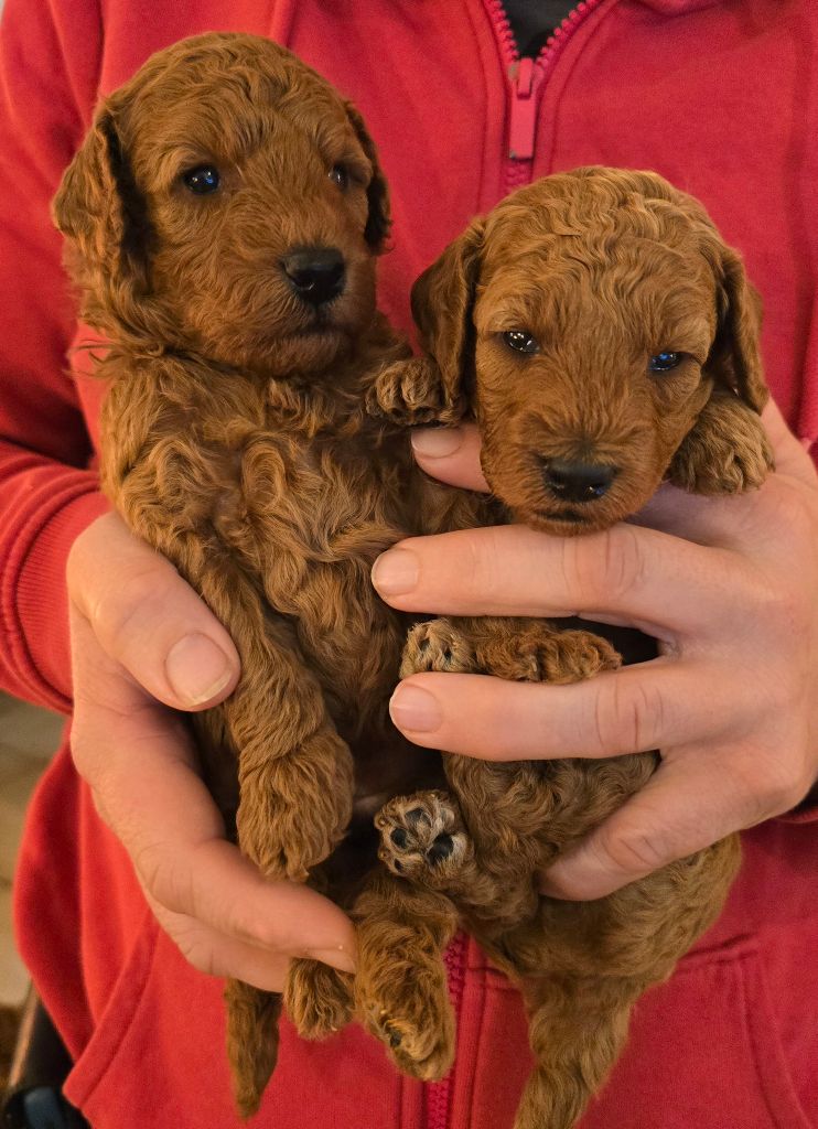 Chiot Caniche de floreval