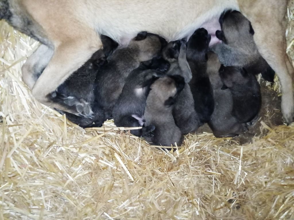 Chiot Berger Belge Des Lacs De L'Adour