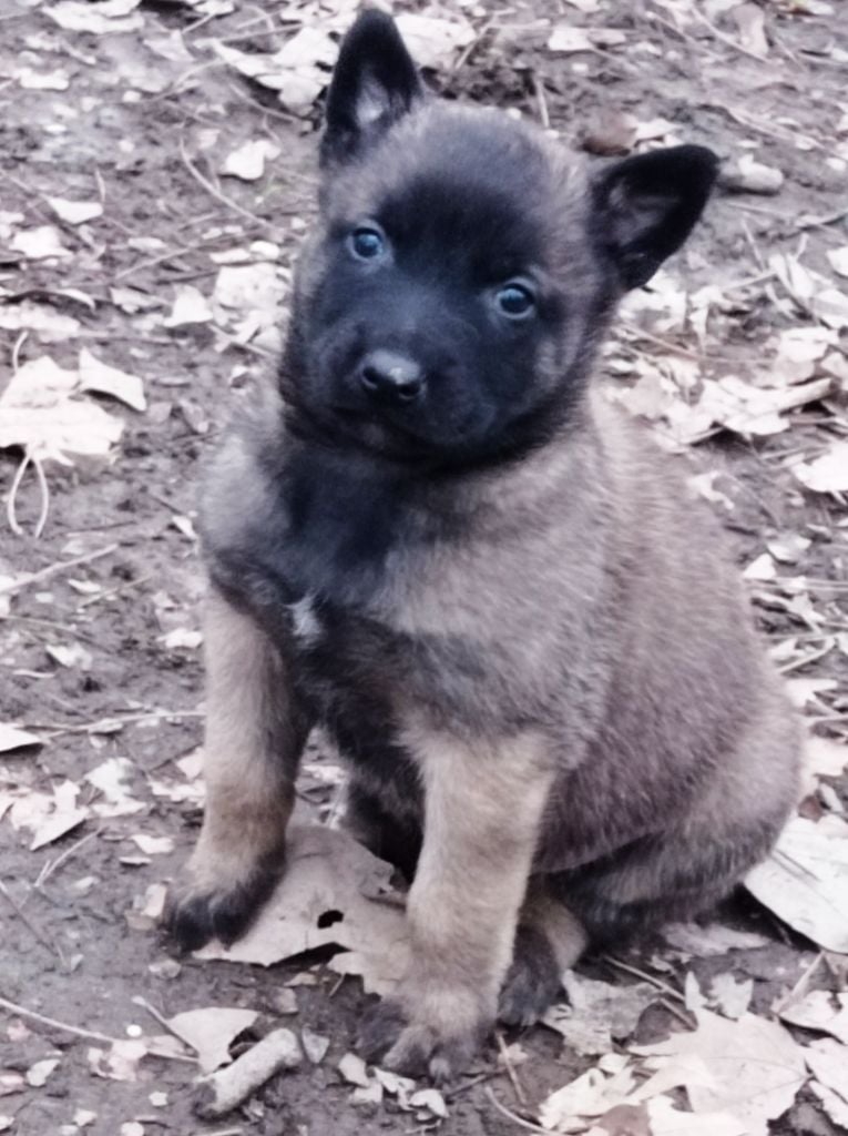 Des Lacs De L'Adour - Chiots disponibles - Berger Belge