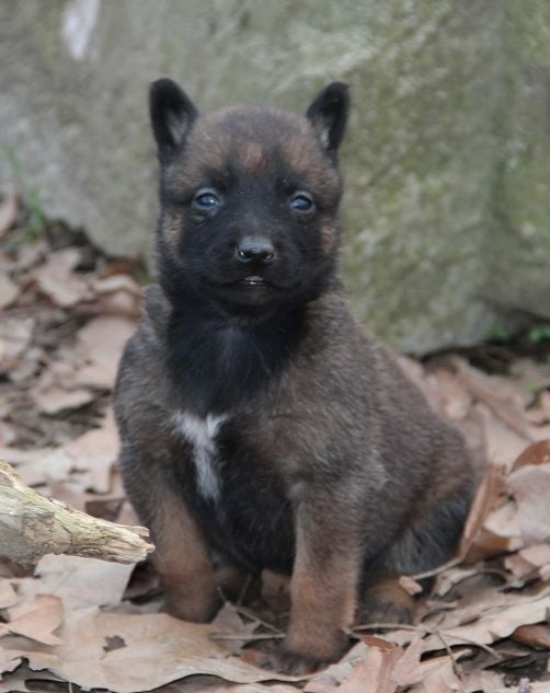 Des Lacs De L'Adour - Chiots disponibles - Berger Belge