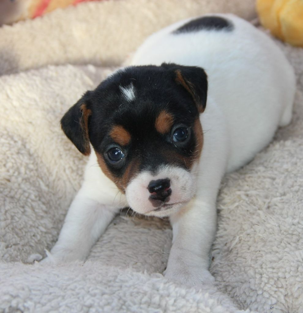 Des Lacs De L'Adour - Chiots disponibles - Parson Russell Terrier