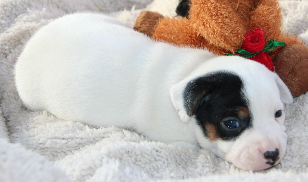 Des Lacs De L'Adour - Chiots disponibles - Parson Russell Terrier