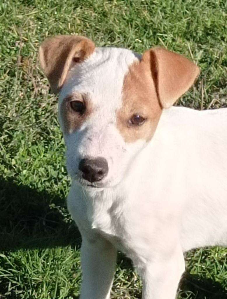 Des Lacs De L'Adour - Chiots disponibles - Parson Russell Terrier