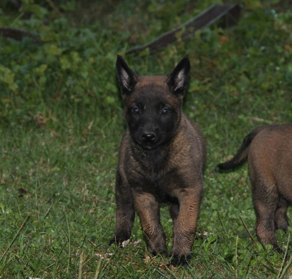 Des Lacs De L'Adour - Chiots disponibles - Berger Belge