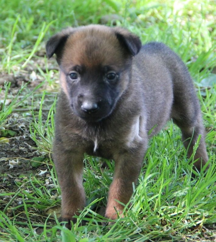 Des Lacs De L'Adour - Chiots disponibles - Berger Belge