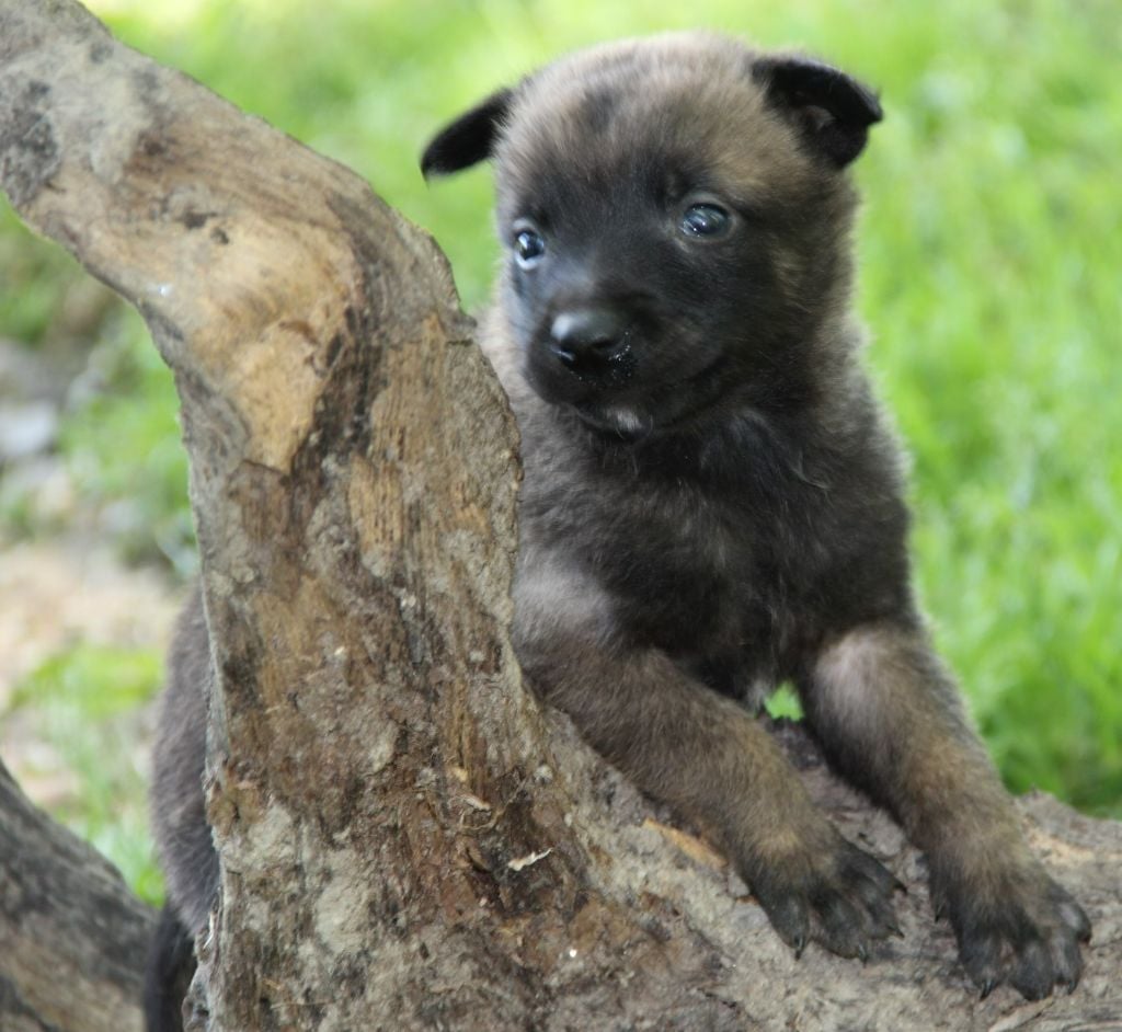 Des Lacs De L'Adour - Chiots disponibles - Berger Belge