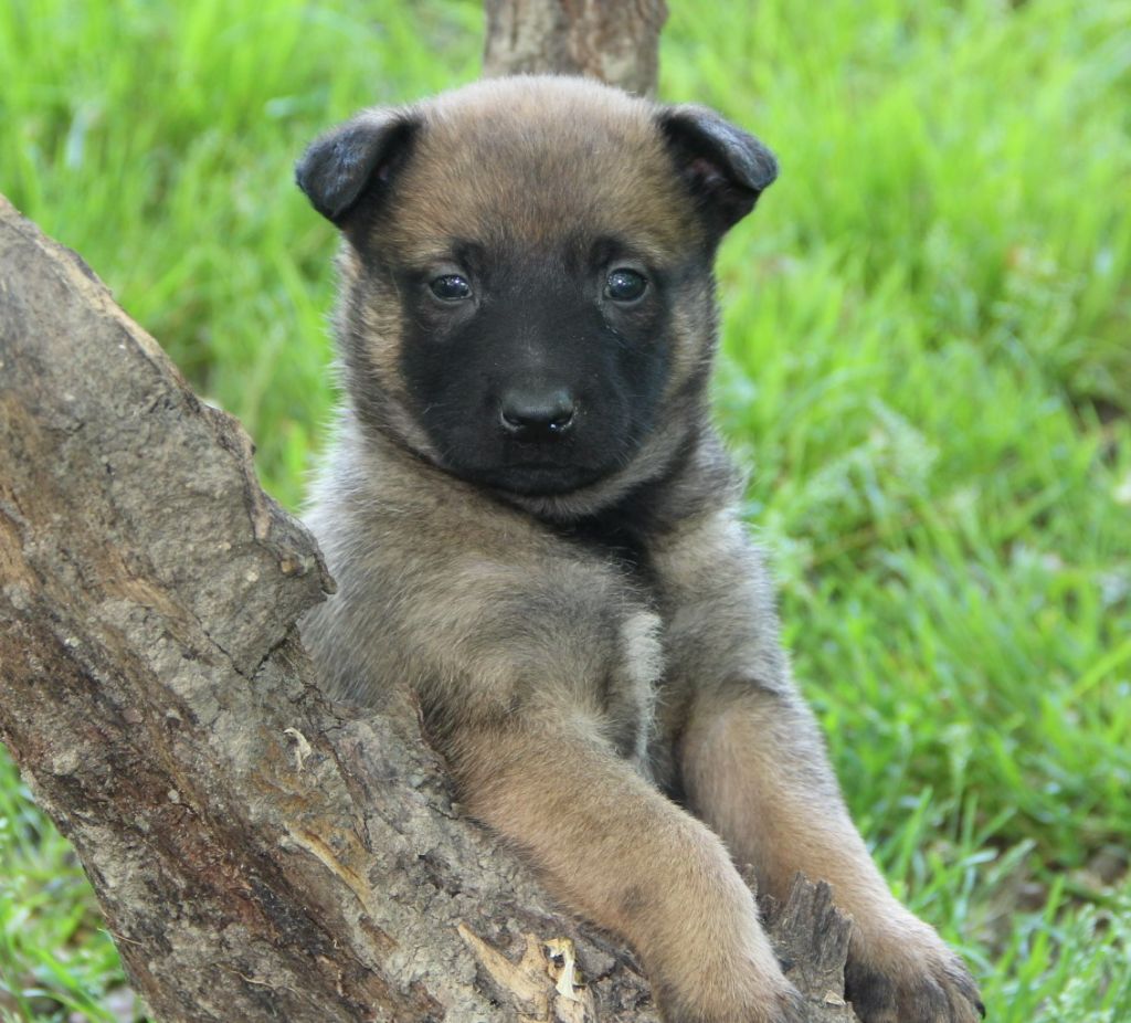 Des Lacs De L'Adour - Chiots disponibles - Berger Belge