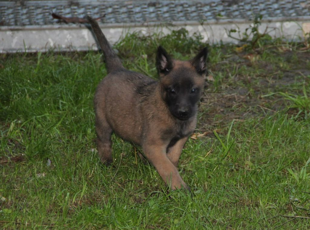 Des Lacs De L'Adour - Chiots disponibles - Berger Belge