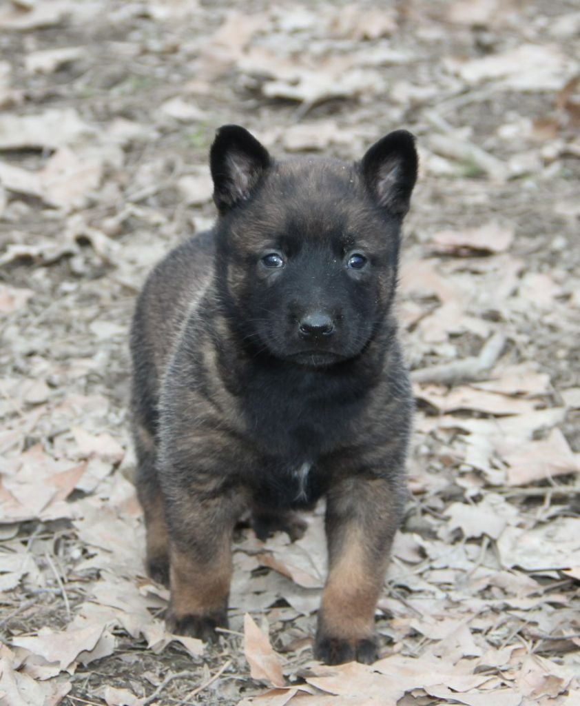 Des Lacs De L'Adour - Chiots disponibles - Berger Belge