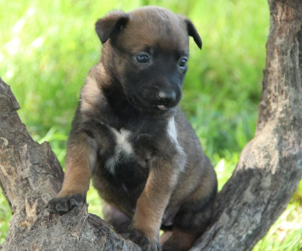 Des Lacs De L'Adour - Chiots disponibles - Berger Belge