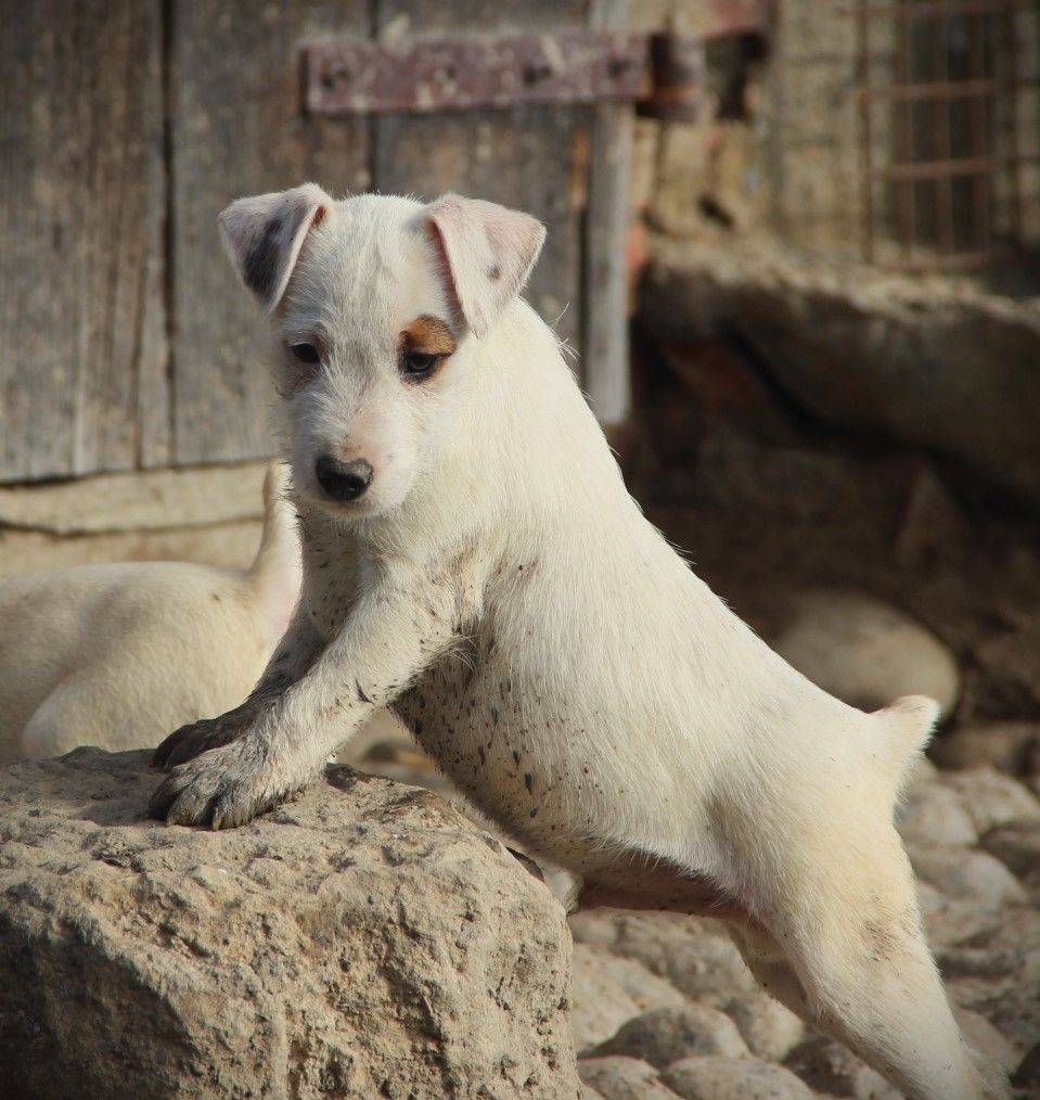 Des Lacs De L'Adour - Chiots disponibles - Parson Russell Terrier