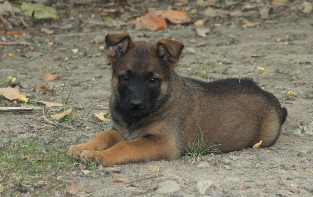 Des Lacs De L'Adour - Chiots disponibles - Berger Belge