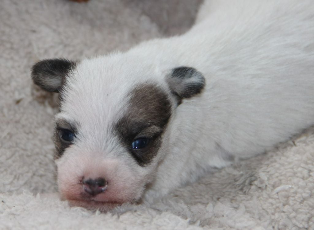 Des Lacs De L'Adour - Chiots disponibles - Parson Russell Terrier