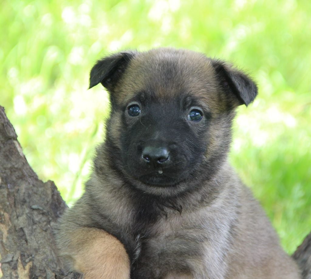 Des Lacs De L'Adour - Chiots disponibles - Berger Belge