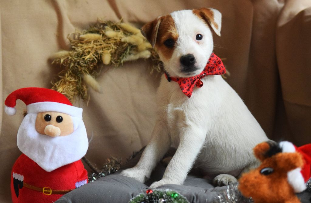 Des Lacs De L'Adour - Chiots disponibles - Parson Russell Terrier