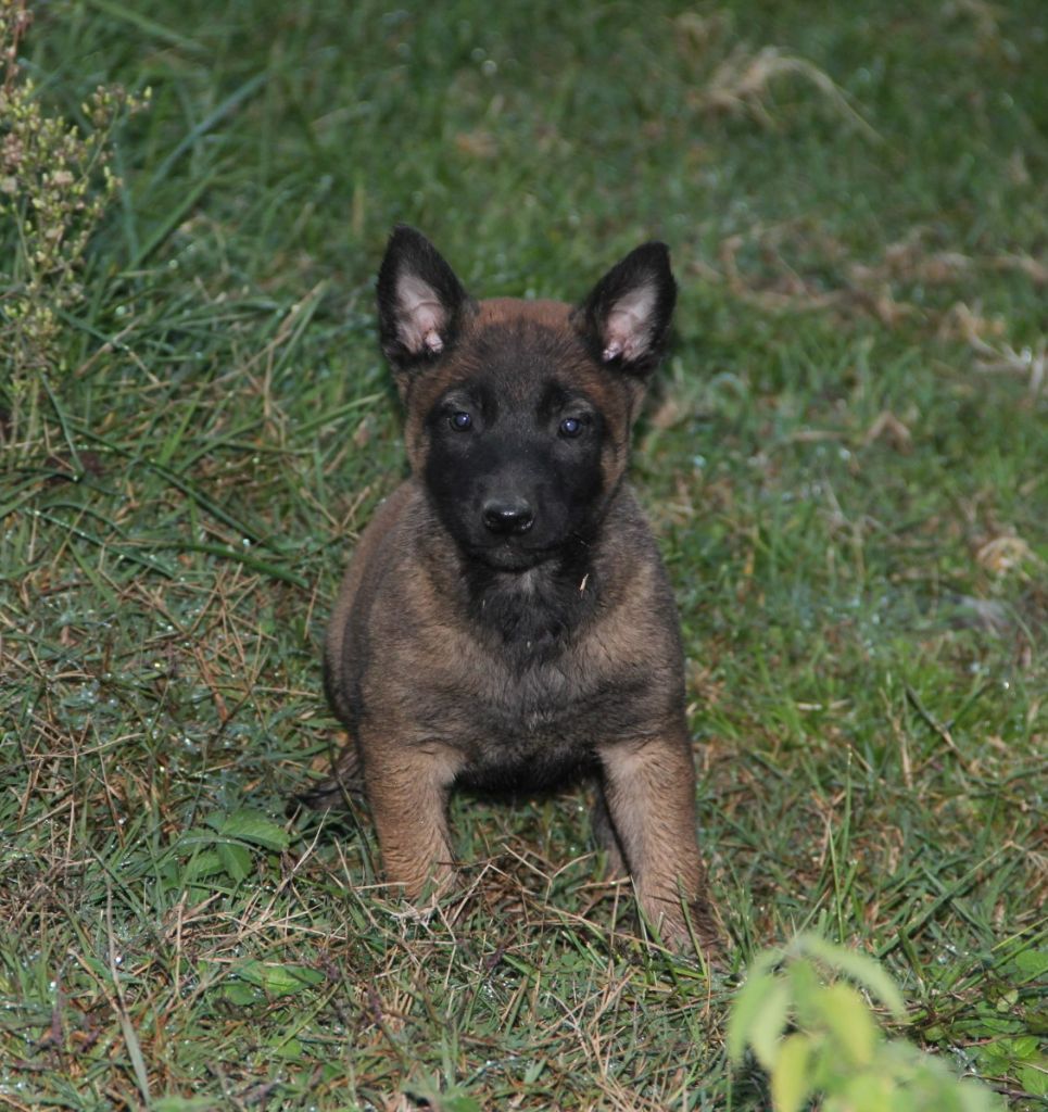 Des Lacs De L'Adour - Chiots disponibles - Berger Belge