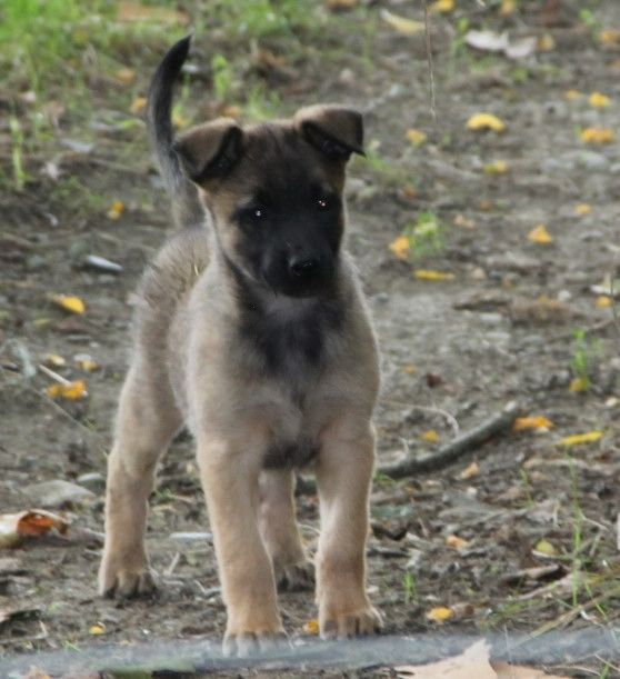 Des Lacs De L'Adour - Chiots disponibles - Berger Belge